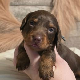 Blue female - Chocolate and tan female Dachshund puppy in Romney, Indiana from Brown's Valley Dachshunds