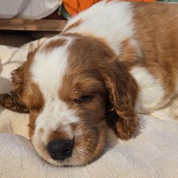 Sarge - Red and white male Welsh Springer Spaniel puppy in Colorado Springs, Colorado from Crimson Trail
