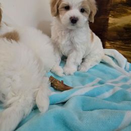 Comet - Parti male Maltipoo puppy in Washington from Mt.BakerPoodles&Doodles