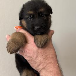 Marvin - Black and red male German Shepherd puppy in Florida from Best Shepherds
