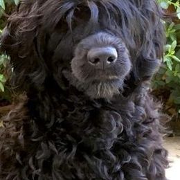 Portuguese Water Dogs from True North