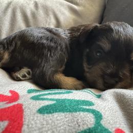Kara-Archer - Parti male Miniature Schnauzer puppy in Pearland, Texas from K & S Schnauzers