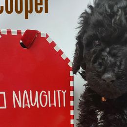 COOPER - Poodle puppy in Selinsgrove, Pennsylvania from Poodle Paws and Puppies