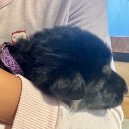 Purple Girl - Black and red female German Shepherd puppy in Rolesville, North Carolina from Ransomshire Shepherds