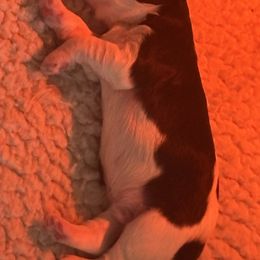 Logan - Black and chalk male Australian Labradoodle puppy in East Granby, Connecticut from All-Spice Australian Labradoodles