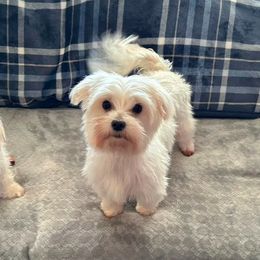 Lillie - Morkie