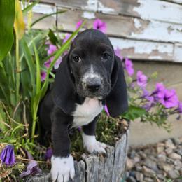 Rhaenyra - Black and white female Basset Hound puppy in Valley, Washington from Enchanted Valley Paws