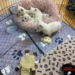 Ginger - White female West Highland White Terrier puppy in Blue Hill, Nebraska from BlueBelle's Canine Companions