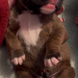 Fawn boy little stripe on face - Fawn male Boxer puppy in Graham, Washington from Precious Paws Boxer puppies in WA