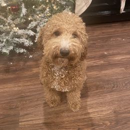 Poppy - Goldendoodle