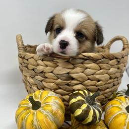 Lady - Red female Pembroke Welsh Corgi puppy in Waco, Texas from The Comma Corgis