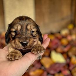 Teddy - Red male Dachshund puppy in Cinebar, Washington from Pure Joy Labradors and Mini Dachshunds