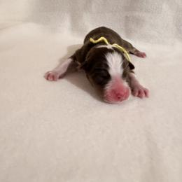 Yellow Ribbon Red Tri Boy 2 - Red tri-color male Australian Shepherd puppy in Dundee, Ohio from Aussies Of Circle H