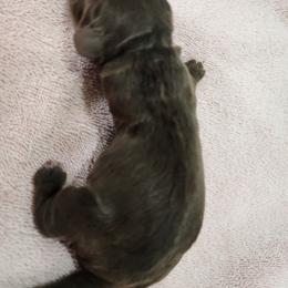 AKC Pig Pen - Sable male Cocker Spaniel puppy in New Market, Tennessee from Down in the Holler