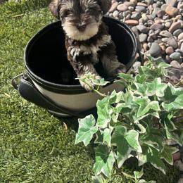 Liverpool(Lime) - Liver male Miniature Schnauzer puppy in Hemet, California from Feshia's Miniature Schnauzers