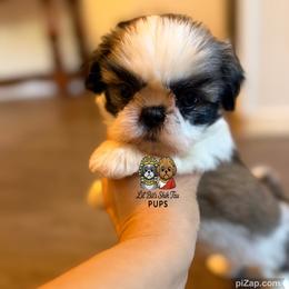 Callie - Tricolor female Shih Tzu puppy in Walkertown, North Carolina from Lil’ Bit’s Shih Tzu