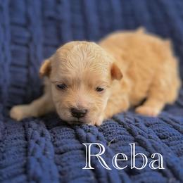 Gigi - Apricot female Maltipoo puppy in Wendell, North Carolina from Teddys Teddy Bears