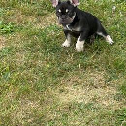 Gabbana - Tricolors female French Bulldog puppy in Middletown, Rhode Island from Royal Frenchies LLC