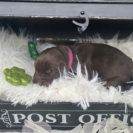 Girl 3 - Chocolate Australian Labradoodle puppy in Kingwood, Texas from Big Tex Australian Labradoodles