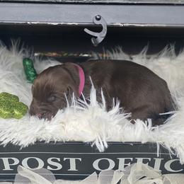 Girl 3 - Chocolate Australian Labradoodle puppy in Kingwood, Texas from Big Tex Australian Labradoodles