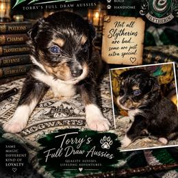Draco - Black tri-color male Australian Shepherd puppy in Evart, Michigan from Torry's Full Draw Aussie’s