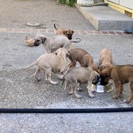 Sloughi Puppies from Almaboubin Sloughis
