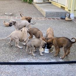 Sloughi Puppies from Almaboubin Sloughis