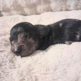 Chevy - Dapple male Dachshund puppy in Statesville, North Carolina from Dannie's Doxies