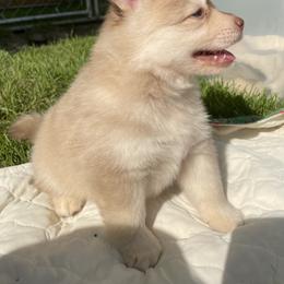 Pomsky Puppies from Blue Sky Pomsky