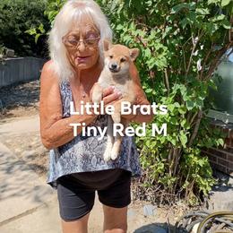 Red - Red male Shiba Inu puppy in Colorado Springs, Colorado from Little Brats