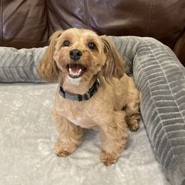 GIO - Havanese