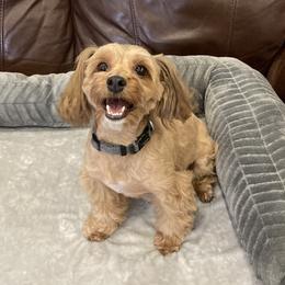 GIO - Havanese