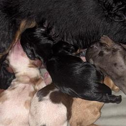 Girl 3 - Black and tan female Dachshund puppy in Falcon, Missouri from K2D2 Farm