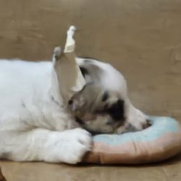 Cardigan Welsh Corgi and Labrador Retriever Puppies from LynnDee's Kennel