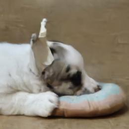 Cardigan Welsh Corgi and Labrador Retriever Puppies from LynnDee's Kennel