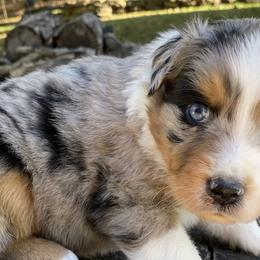 Australian Shepherds from Scooters Aussies