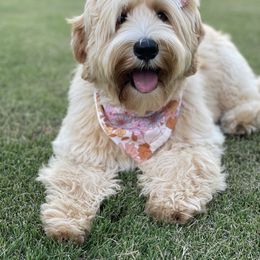 Australian Labradoodle All Grown Up from Crikey Australian Labradoodles