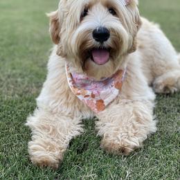Australian Labradoodle All Grown Up from Crikey Australian Labradoodles