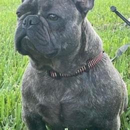 French Bulldogs from Xclusive Designer Frenchies