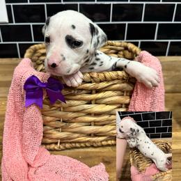 Dalmatian, Poodle, and Rhodesian Ridgeback Puppies from Ruffles, Ridges, & Spots!
