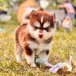 Theron - Chocolate male Pomsky puppy in Lincoln, Nebraska from Blue Heaven Pomsky