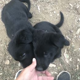 German Shepherd Puppies from KVA Shepherds