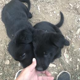 German Shepherd Puppies from KVA Shepherds