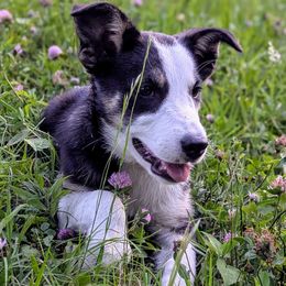 Anne (working collie) - Tri-color female Border Collie puppy in Strafford, Vermont from Thundering Paws Farm