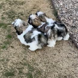 Shih Tzu Puppies from Willow Lane Shih Tzus