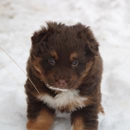 Roper - Red tri-color female Australian Shepherd puppy in Smicksburg, Pennsylvania from Zaneca Aussies