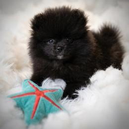 Lilly - Black female Pomeranian puppy in Pavilion, New York from Calverton Pomeranians