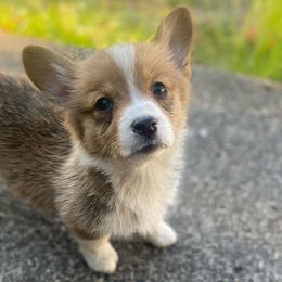 May - Pembroke Welsh Corgi puppy in Washington from KB Corgis