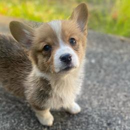 May - Pembroke Welsh Corgi puppy in Washington from KB Corgis