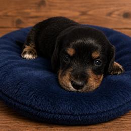Boy 2 - Black and tan male Dachshund puppy in Stroud, Oklahoma from Route 66 Dachshunds